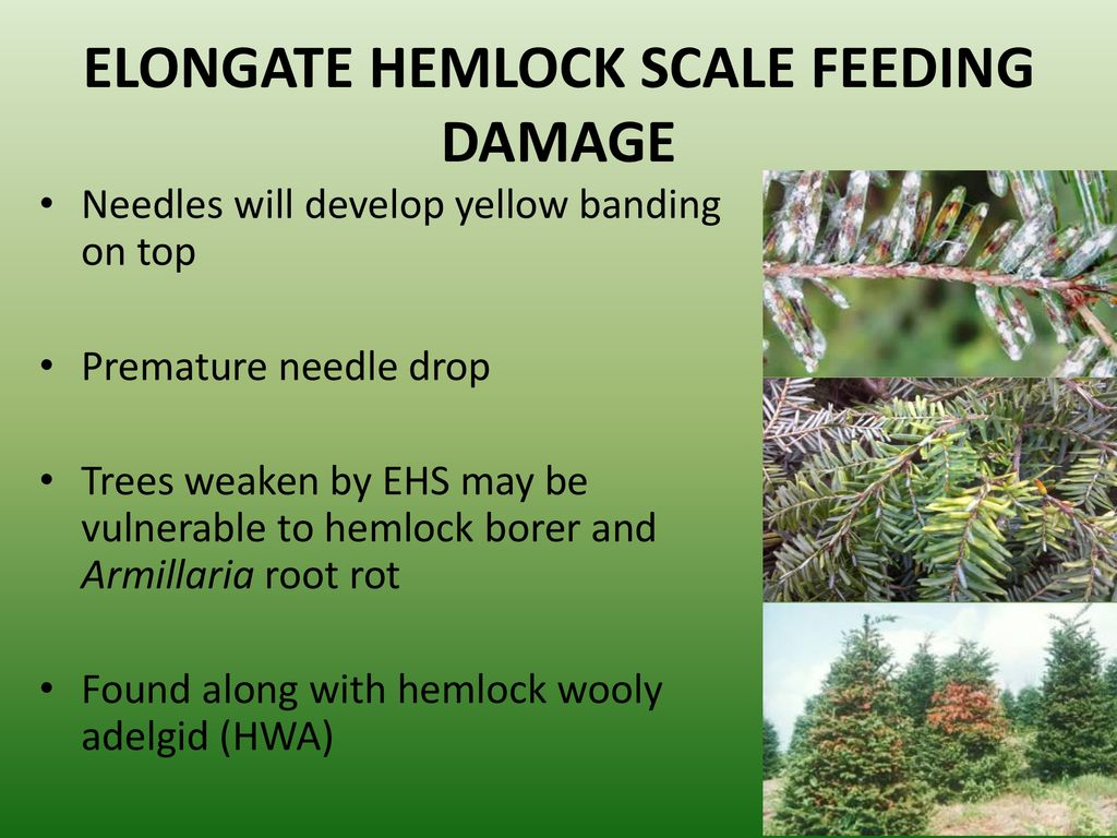 ELONGATE HEMLOCK SCALE FEEDING DAMAGE