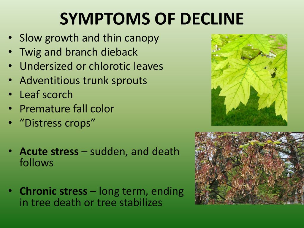 SYMPTOMS OF DECLINE Slow growth and thin canopy
