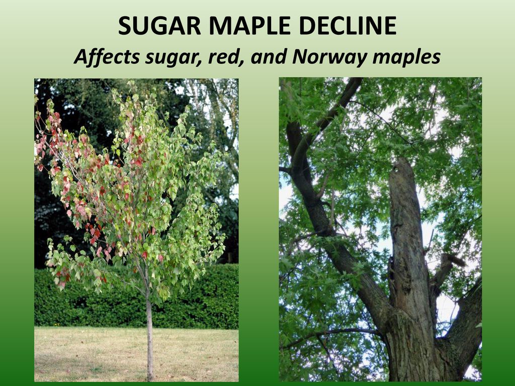 SUGAR MAPLE DECLINE Affects sugar, red, and Norway maples