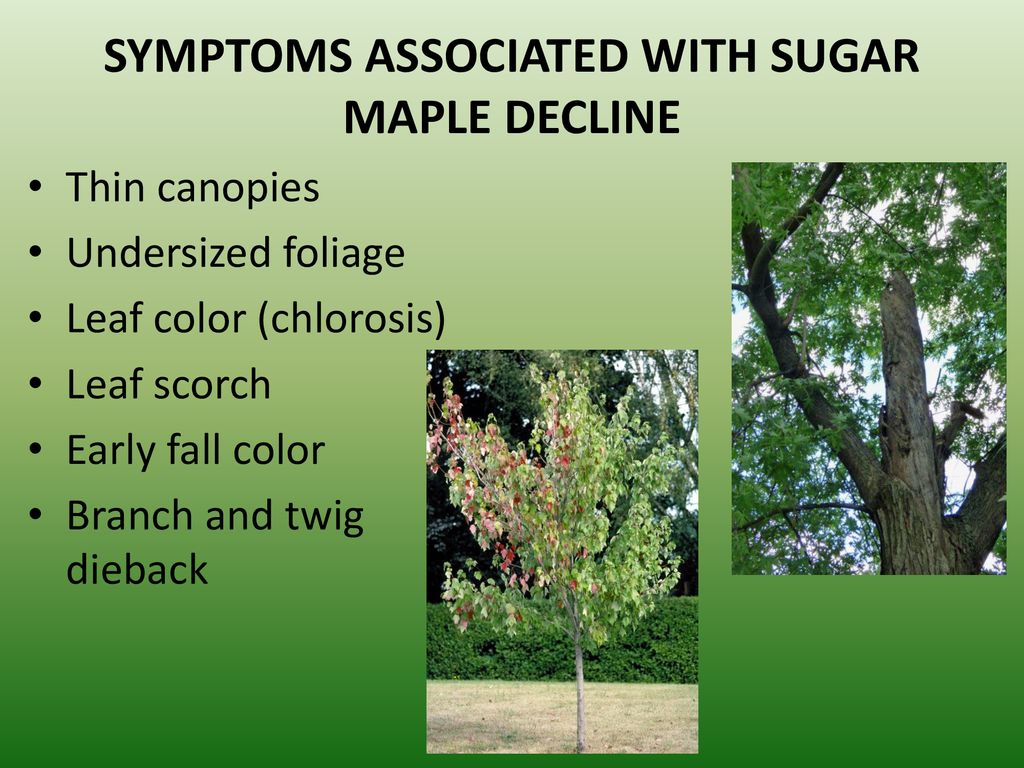 SYMPTOMS ASSOCIATED WITH SUGAR MAPLE DECLINE