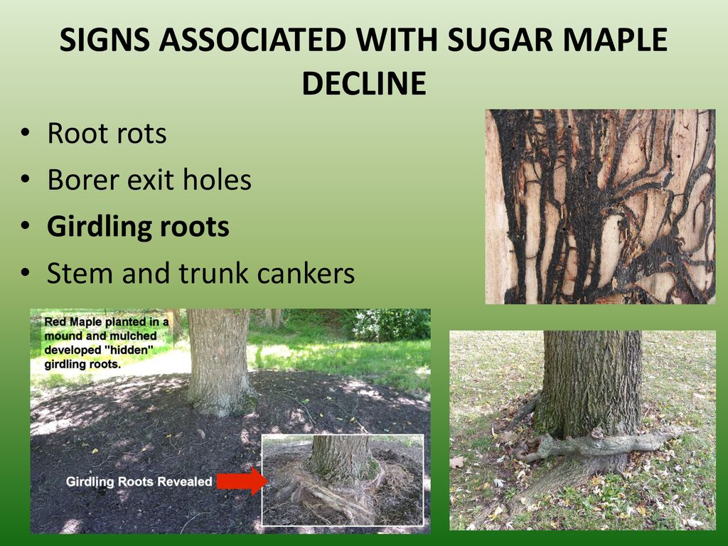 SIGNS ASSOCIATED WITH SUGAR MAPLE DECLINE