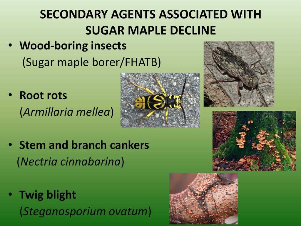 SECONDARY AGENTS ASSOCIATED WITH SUGAR MAPLE DECLINE
