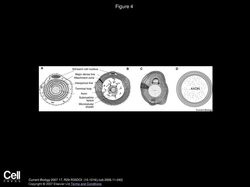 Figure 4 Schematics of myelin wraps in the different myelinated taxa.