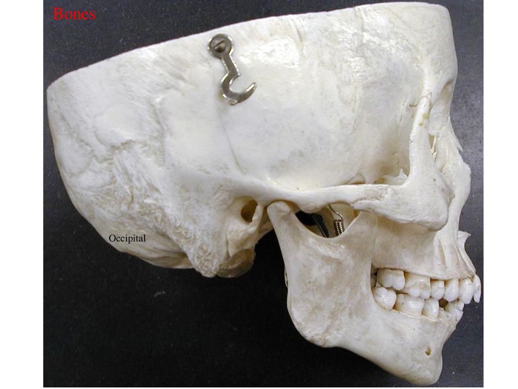 Bones Occipital