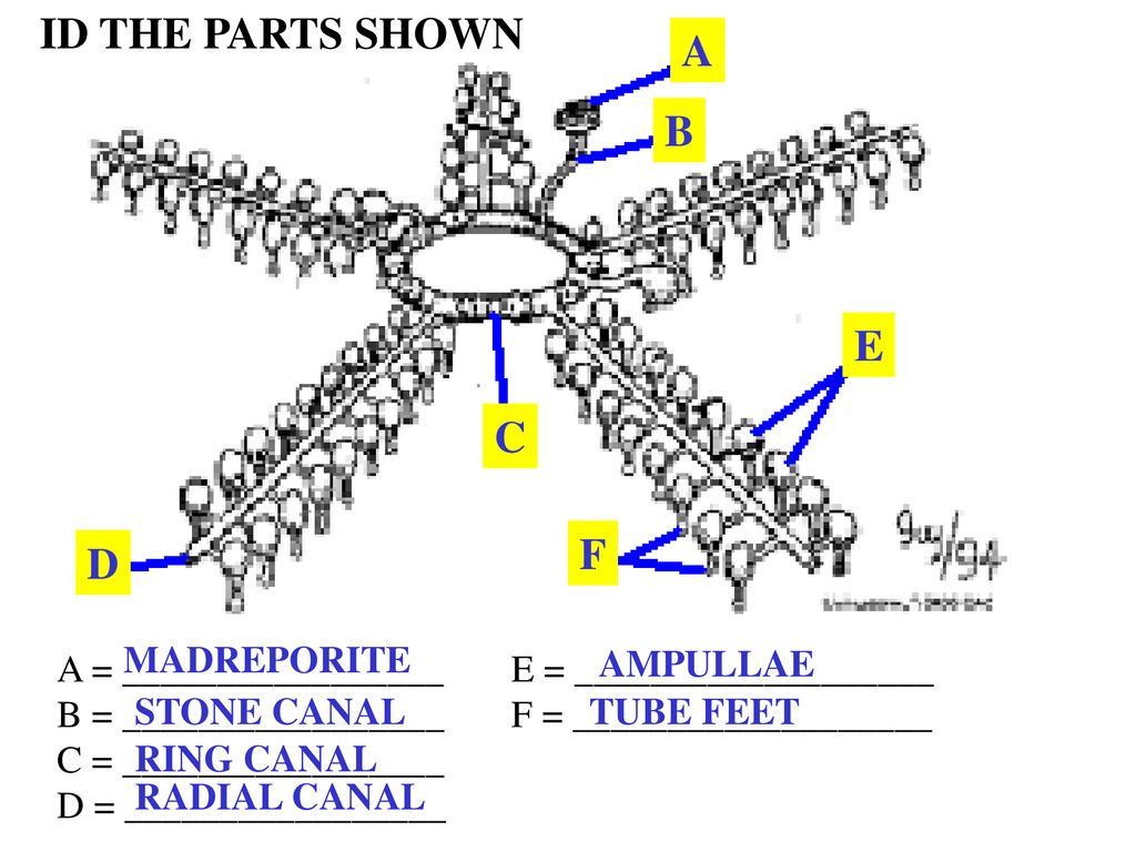 ID THE PARTS SHOWN A B E C F D MADREPORITE