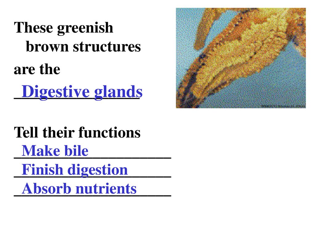 Digestive glands These greenish brown structures are the
