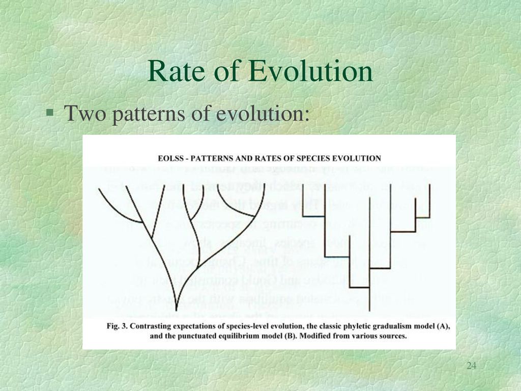 Rate of Evolution Two patterns of evolution: