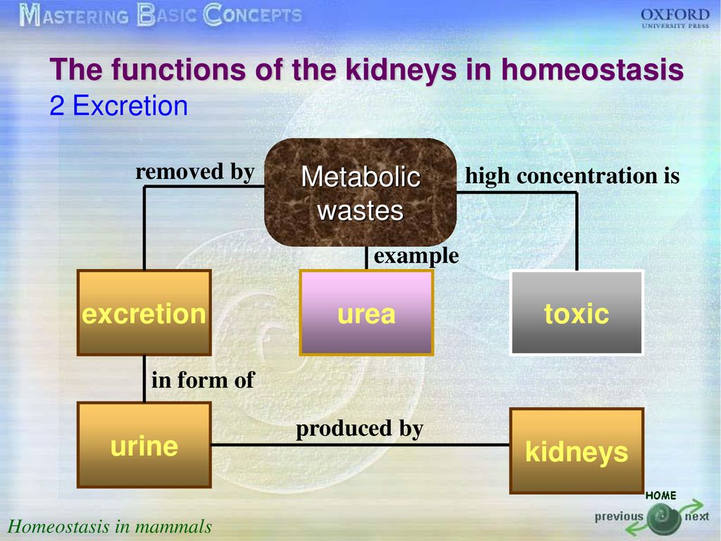 Homeostasis in mammals ppt download