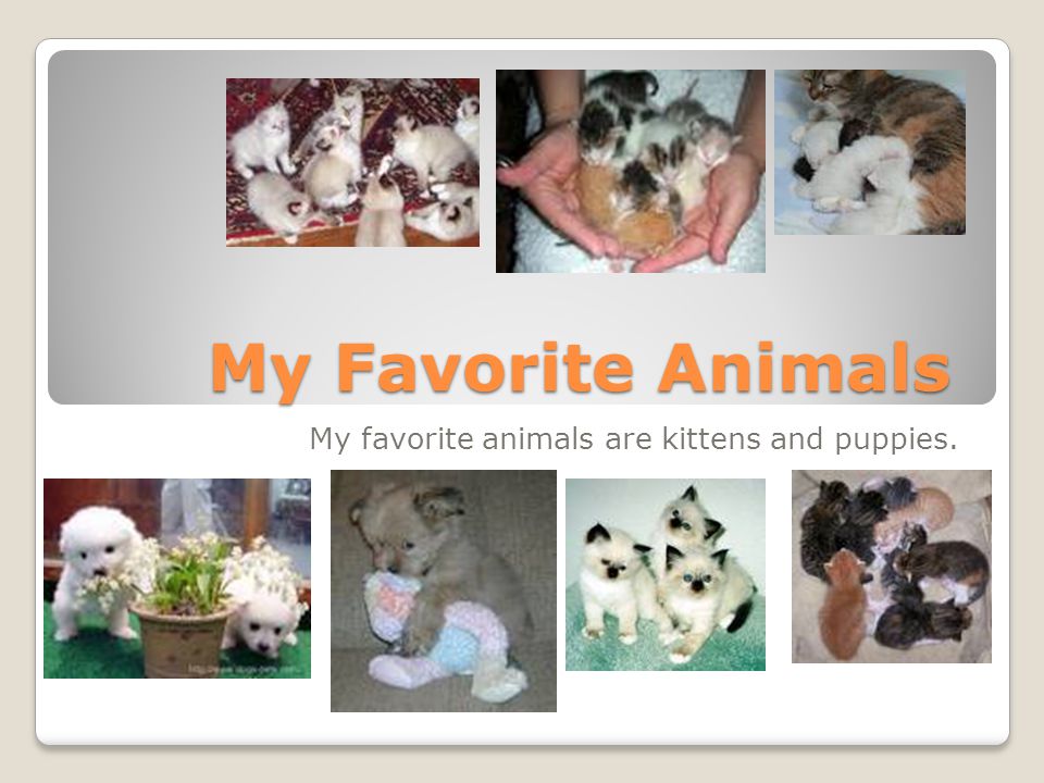 My favorite animals are kittens and puppies.