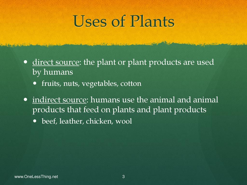 Plant Classes and Parts - ppt download