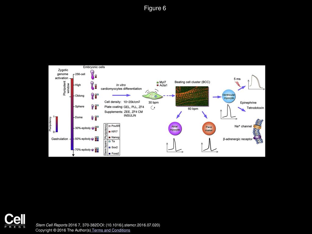 Figure 6 A Working Model for In Vitro Cardiomyocyte Differentiation from Primary Embryonic Cells in Zebrafish.