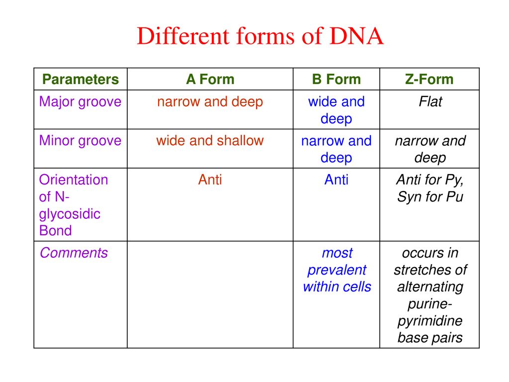 a form b form z form c form of dna