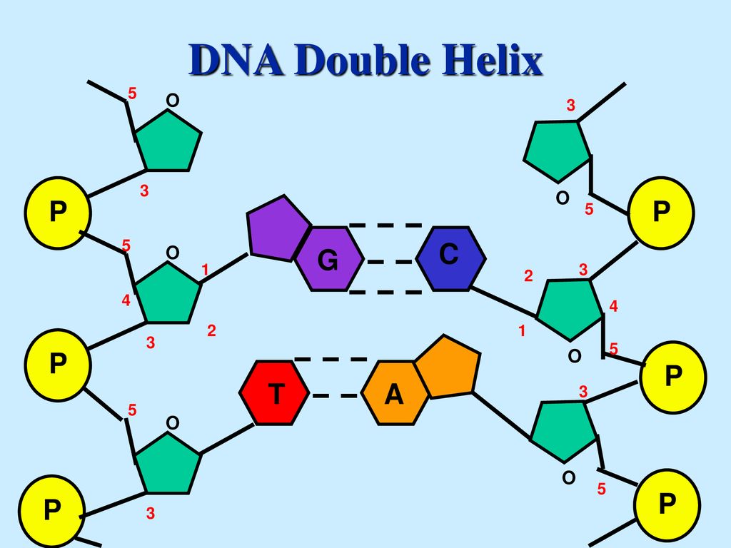 A Nucleic Acid Is A Macromolecule Composed Of Nucleotide Chains Ppt Download