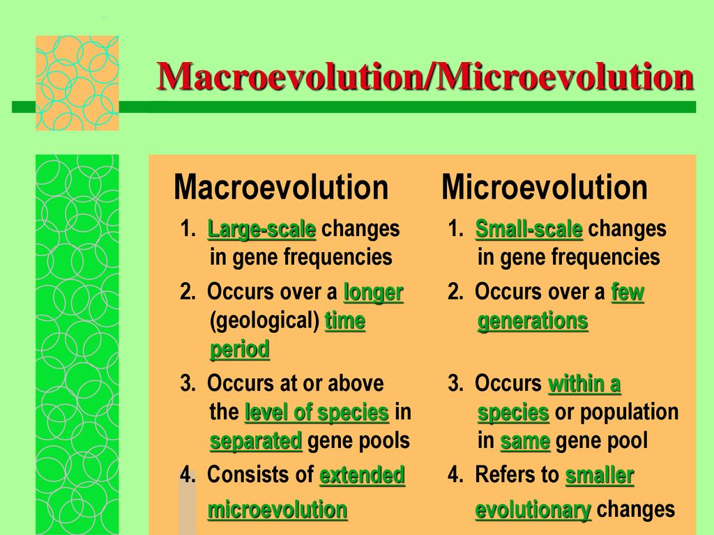 Patterns of evolution ppt download