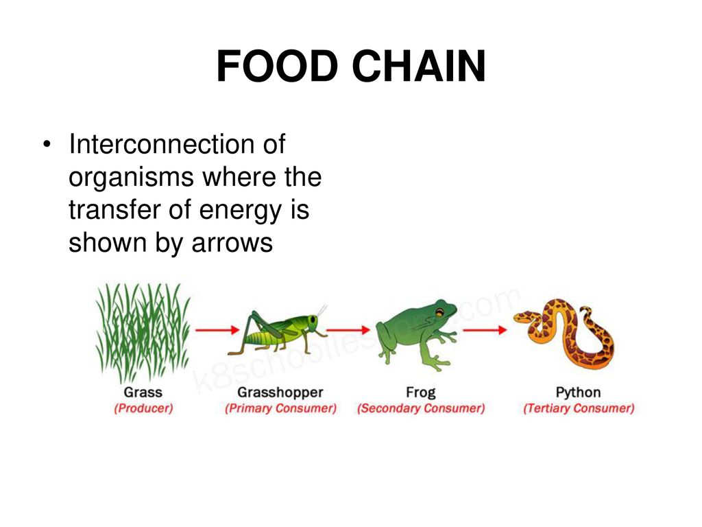 ECOSYSTEMS FOOD CHAINS AND WEBS. Biology Diagrams