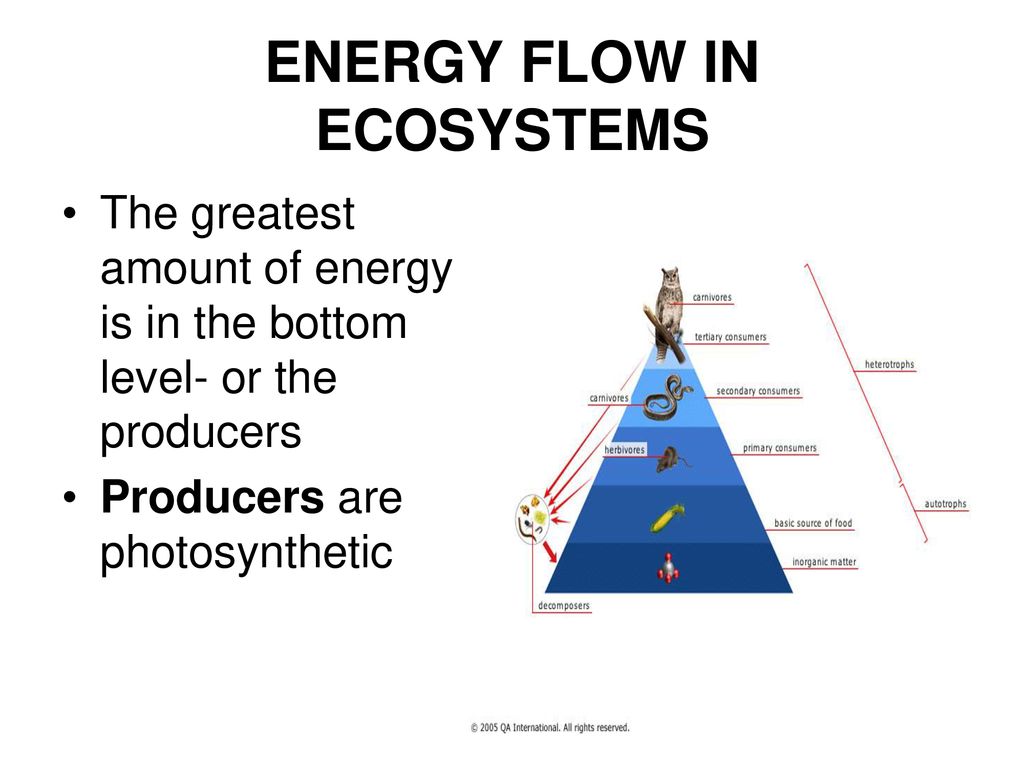 ecosystems-food-chains-and-webs-ppt-download