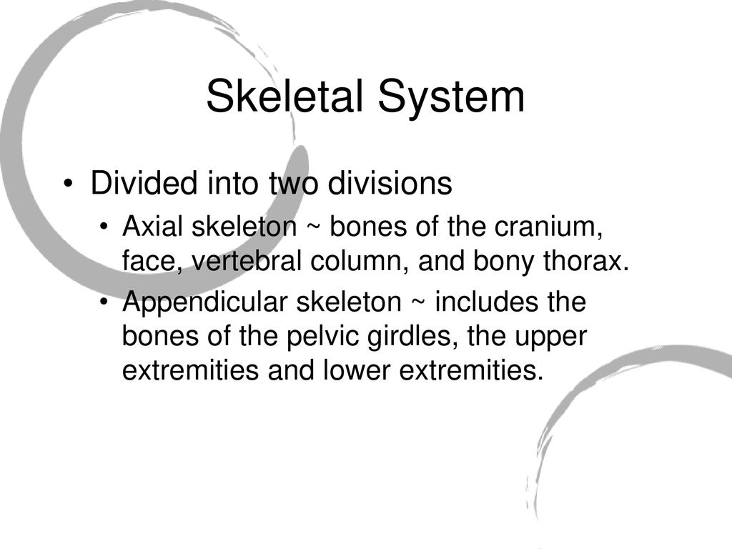 Chapter 5 The Skeletal System - ppt download