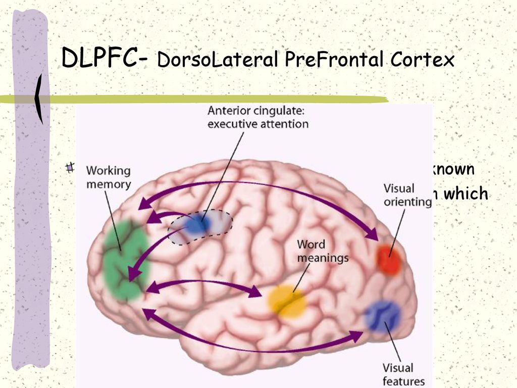 DLPFC- DorsoLateral PreFrontal Cortex
