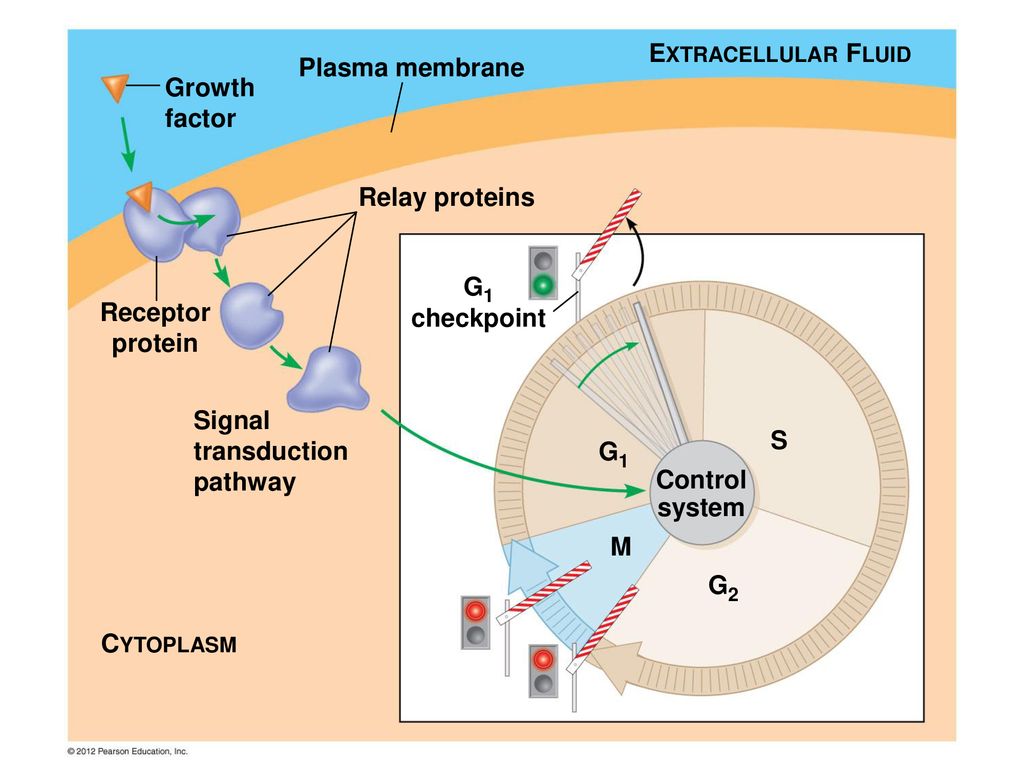 Ch. 8 The Cellular Basis of Reproduction and Inheritance Biology Diagrams