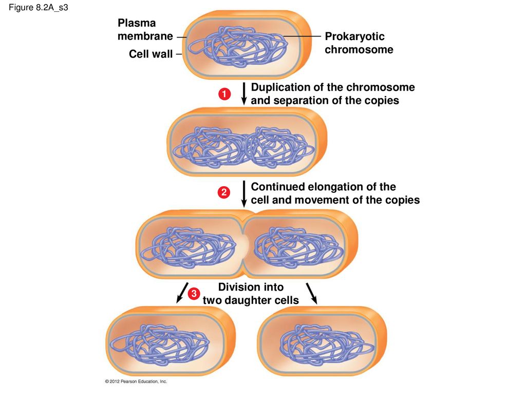 Ch. 8 The Cellular Basis of Reproduction and Inheritance - ppt download