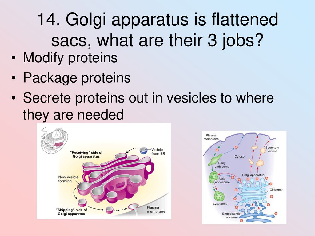 Unit 4 Cells. Biology Diagrams