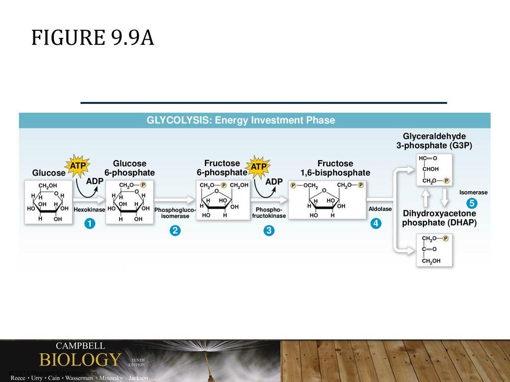 Figure 9.9a GLYCOLYSIS: Energy Investment Phase