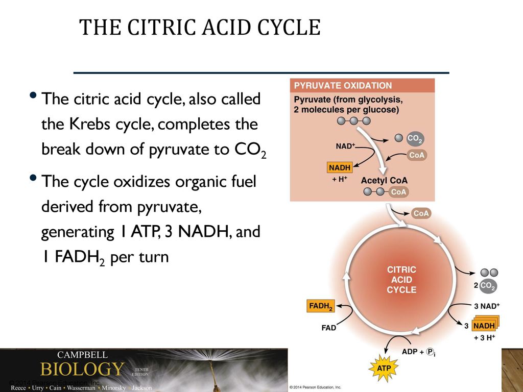 The Citric Acid Cycle The citric acid cycle, also called the Krebs cycle, completes the break down of pyruvate to CO2.