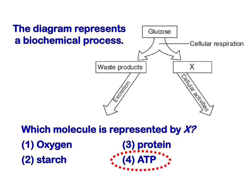 The diagram represents a biochemical process. - ppt download