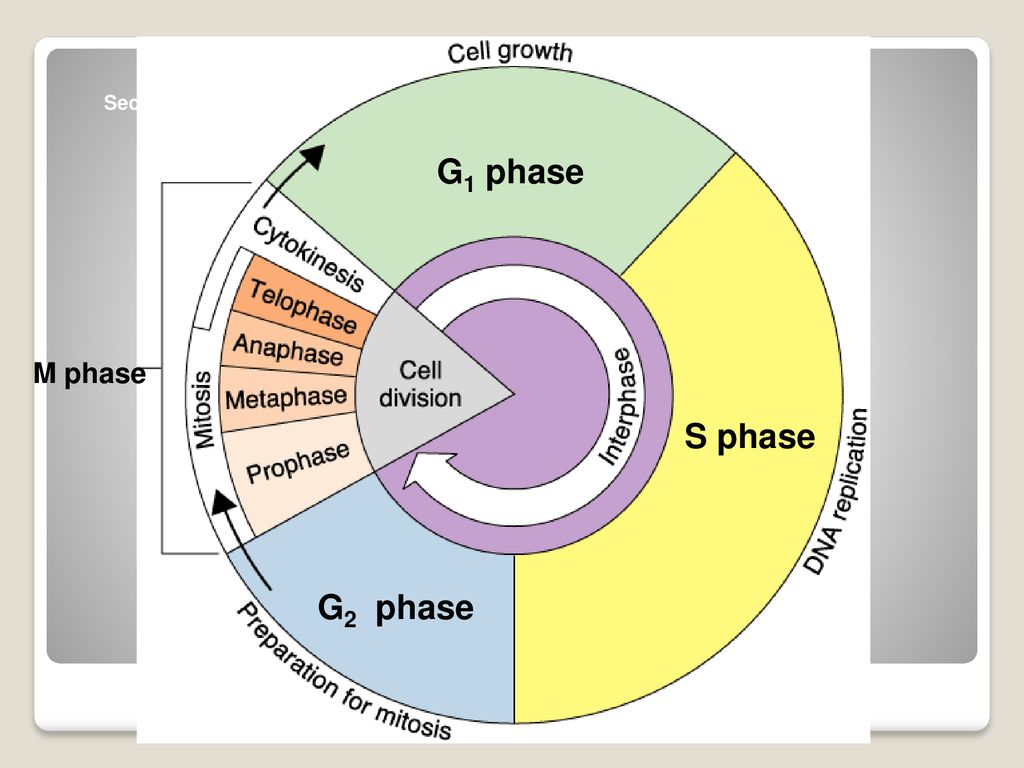 Cell Division ppt download Biology Diagrams