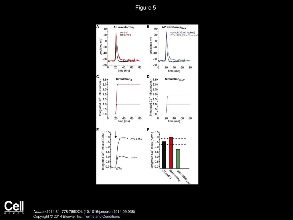 Figure 5 Presynaptic Ca2+ Entry Controlled by KV3 and KV1