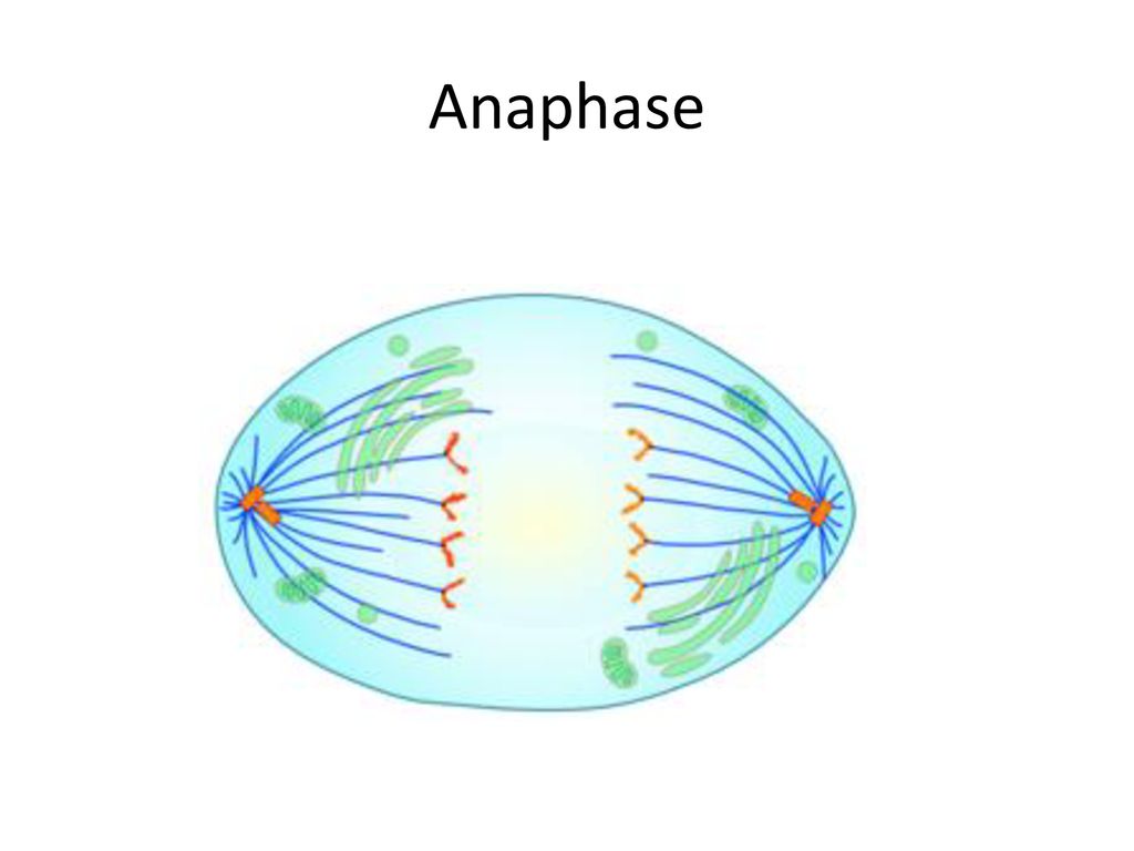 Аппарат деления клетки. Анафаза митоза. Метафаза митоза. Деление клетки анафаза. Анафаза митоза рисунок.