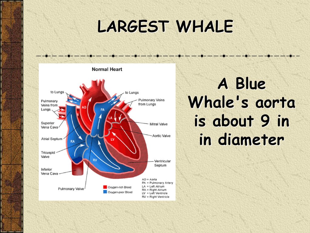 Blue Whale Heart Diagram