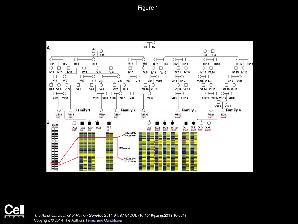Figure 1 Family Pedigree and Gene Mapping