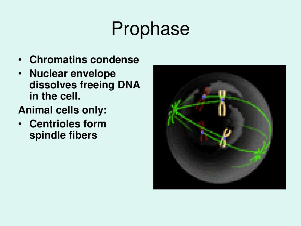 Cell Cycle/Cell Division Biology Diagrams