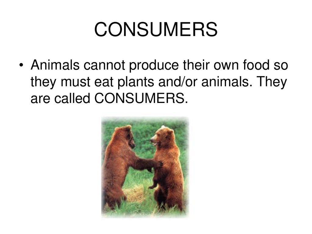 FOOD CHAIN A food chain shows how each living thing gets its food. - ppt  download