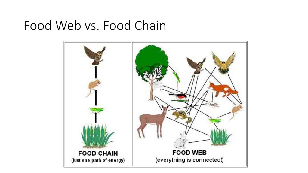 Organization within the Environment and Food Webs Biology Diagrams