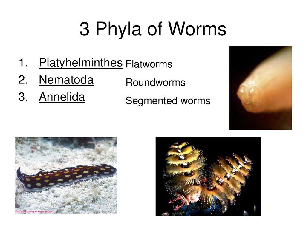 Phylum platyhelminthes nematoda annelida, Phylum platyhelminthes nematoda annelida