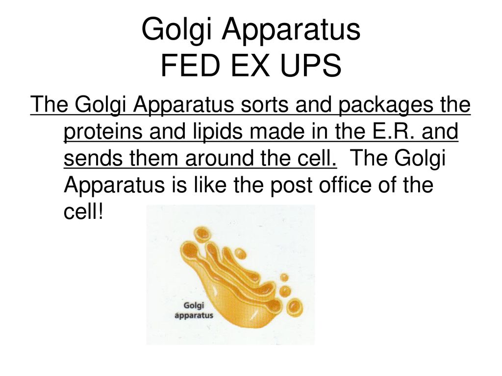 Just like our bodies, cells must have different structures ... Biology Diagrams