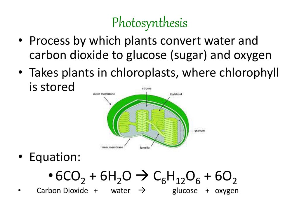 Intro to Cellular Energy - ppt download