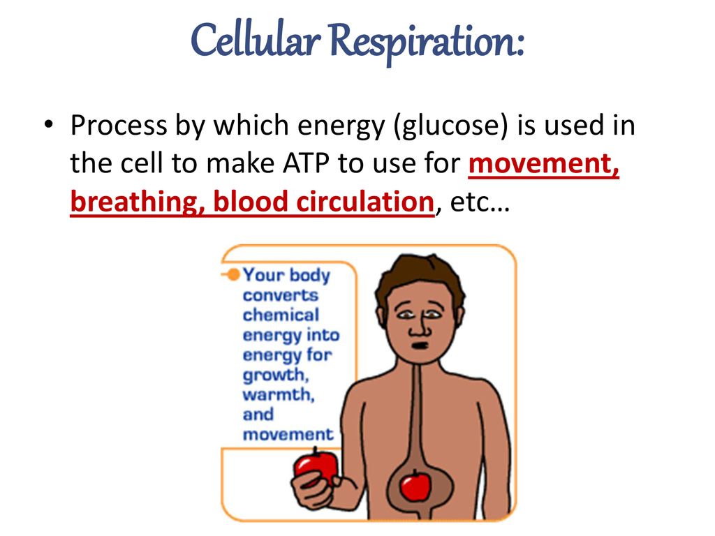 Intro to Cellular Energy - ppt download