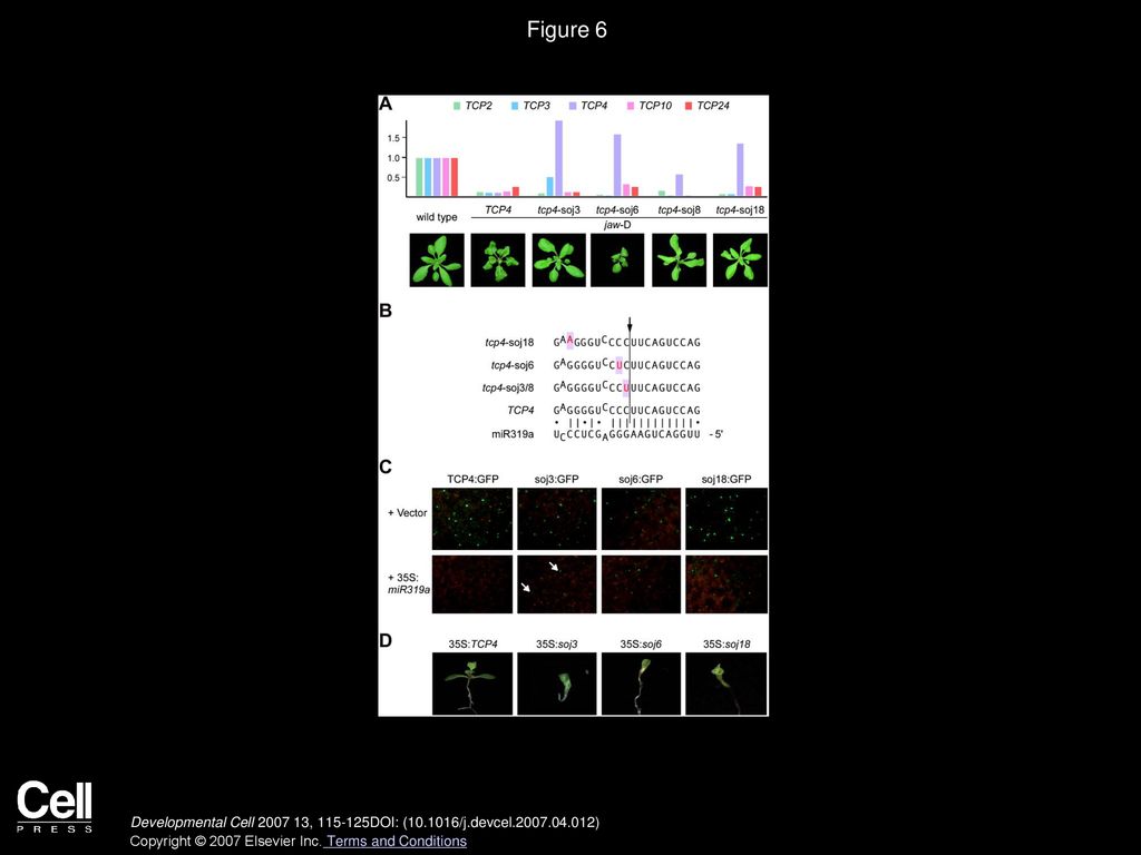 Figure 6 Suppression of the jaw-D Phenotype by Mutations at the Endogenous TCP4 Locus.