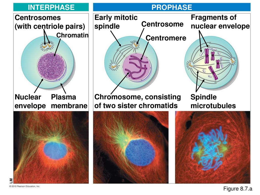 Cellular Reproduction: Cells from Cells - ppt download