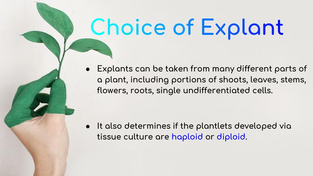 plant tissue culture explant
