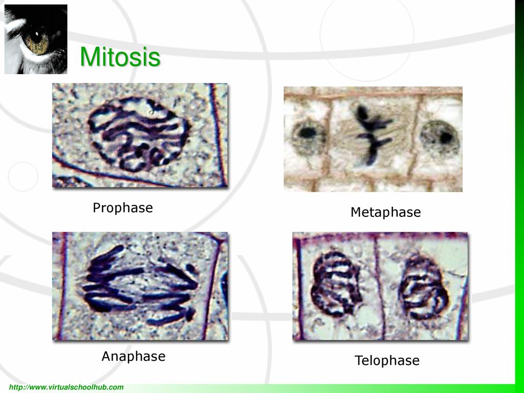 Cell Cycle & Mitosis. - ppt download