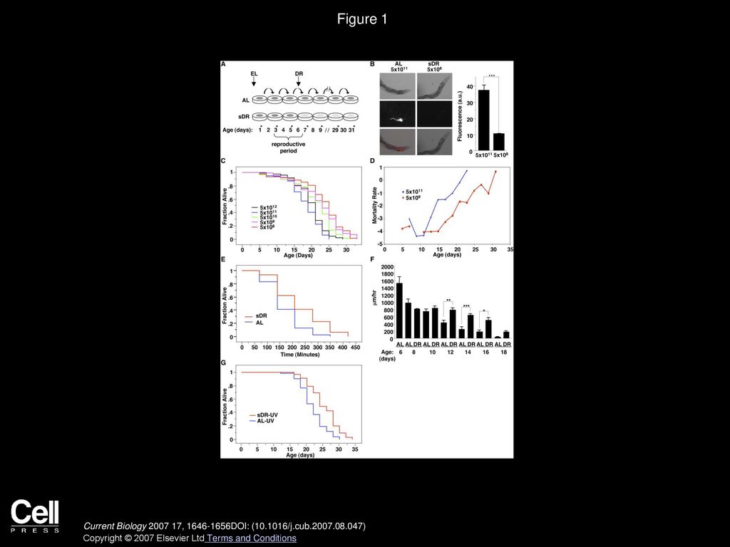 Figure 1 sDR: A Novel Dietary Restriction Method in C. elegans