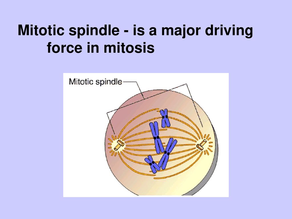 The Cell Cycle. Biology Diagrams