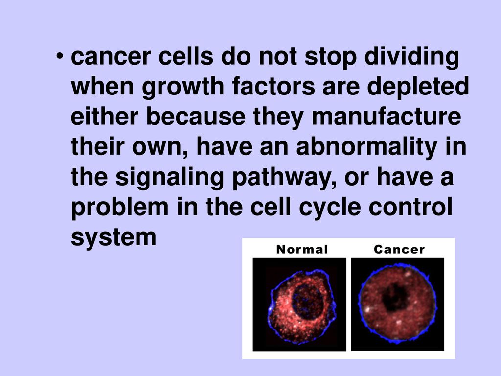 The Cell Cycle Biology Diagrams