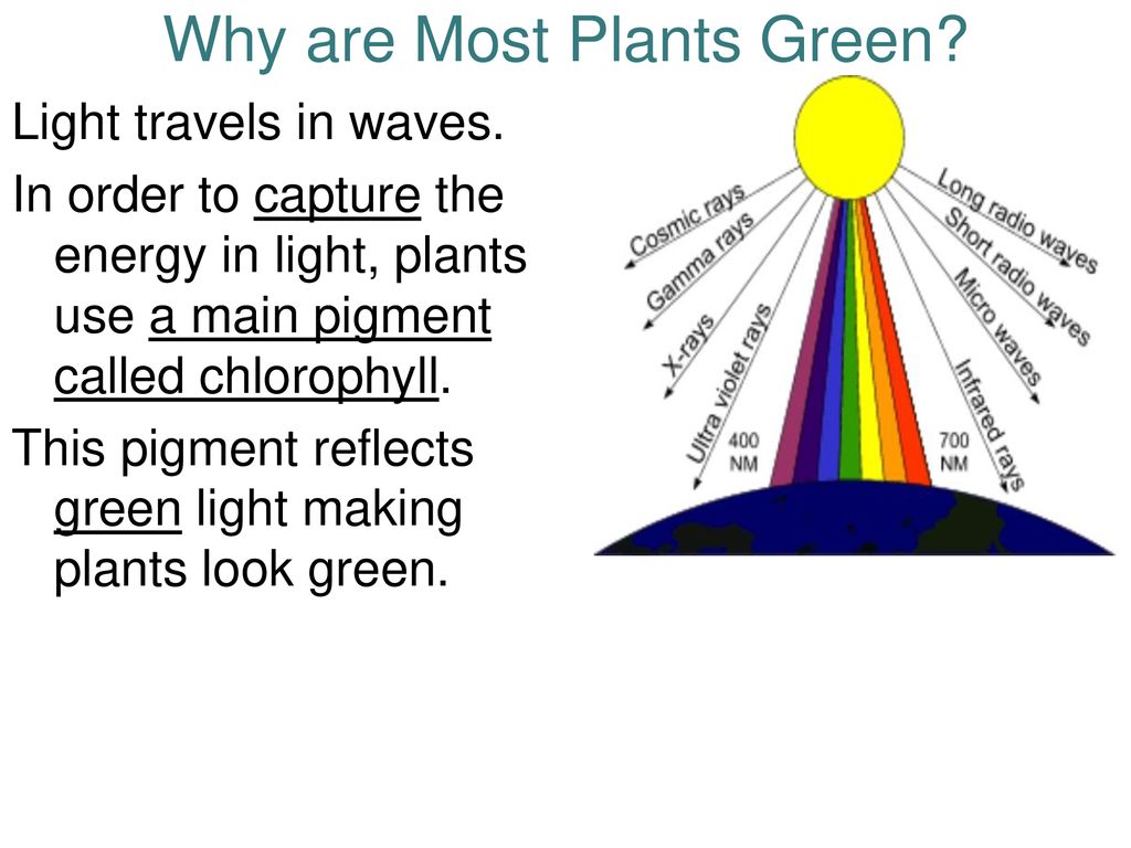 Photosynthesis. - ppt download