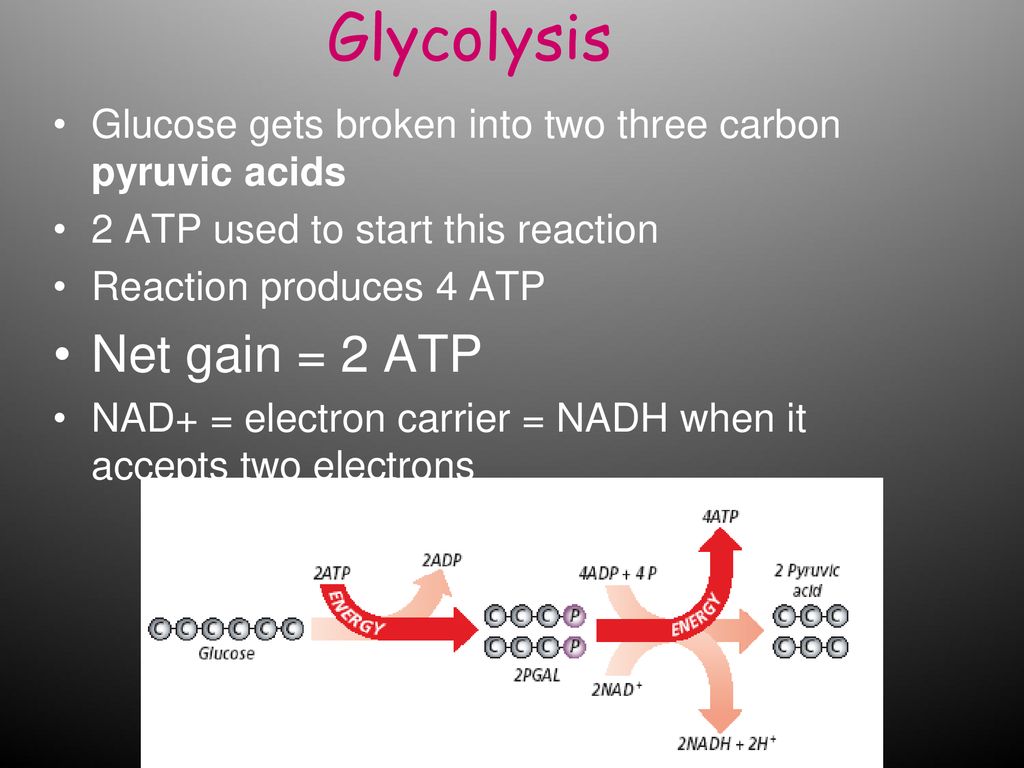 How does respiration work?? - ppt download