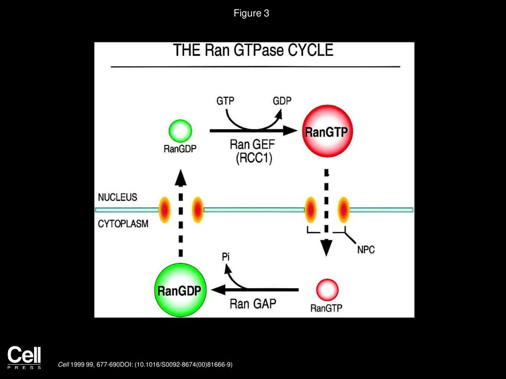 Figure 3 The Ran GTPase Cycle